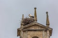 Female Iberian stork guarding her young in a huge nest built above a classic building tower, located in Cuidad Rodrigo, Spain Royalty Free Stock Photo