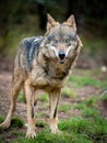 Female of iberian wolf Canis lupus signatus with blue eyes Royalty Free Stock Photo