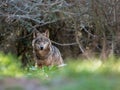 Female iberian wolf Canis lupus signatus in a nice forest Royalty Free Stock Photo