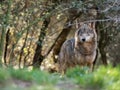 Female iberian wolf Canis lupus signatus in a nice forest Royalty Free Stock Photo