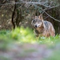 Female iberian wolf Canis lupus signatus in a nice forest Royalty Free Stock Photo