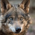 Female of iberian wolf Canis lupus signatus Royalty Free Stock Photo