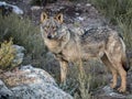 Female iberian wolf Canis lupus signatus winking an eye Royalty Free Stock Photo