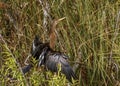 Female/immature Anhinga, Everglades National Park