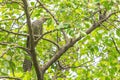 Female or immature Asian Koel (Eudynamys scolopaceus).