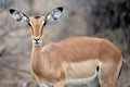 Female Impala Royalty Free Stock Photo