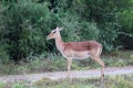 Female Impala (Aepyceros melampus)