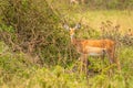 A female impala Aepyceros melampus looking alert, Lake Mburo National Park, Uganda.