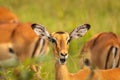 A female impala Aepyceros melampus looking alert, Lake Mburo National Park, Uganda.