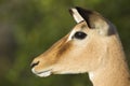 Female Impala (Aepyceros Melampus) South Africa. Portrait Royalty Free Stock Photo