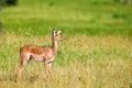 Female impala antelope Royalty Free Stock Photo