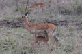 A female impala antelope - Aepyceros melampus - nursing her calf while standing in long yellow grass.  Location: Kruger National Royalty Free Stock Photo