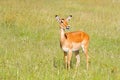 Female Impala, Antelope chewing green grass on field at Serengeti National Park in Tanzania, East Africa Royalty Free Stock Photo