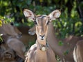 Female impala antelope with tracking device in Moremi NP, Botswana Royalty Free Stock Photo