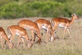 Female Impala antelopes grazing Royalty Free Stock Photo