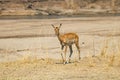 Female impala on banks of luangwa river near the national park in zambia Royalty Free Stock Photo