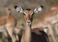 Female Impala - Botswana Royalty Free Stock Photo