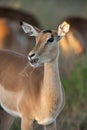 Female Impala - Botswana Royalty Free Stock Photo