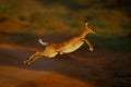 Female impala with catchlight jumping across road Royalty Free Stock Photo