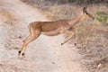 Female impala doe running and jumping away from danger Royalty Free Stock Photo