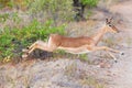 Female impala doe running and jumping away from danger