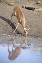 Female impala drinking water at a pond in late afternoon Royalty Free Stock Photo