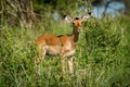 Female impala facing right in tall bushes