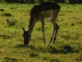 Female Impala grazing in the afternoon sun Royalty Free Stock Photo