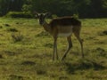 Female Impala grazing in the afternoon Royalty Free Stock Photo