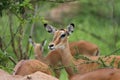 Female Impala grazing on thorn bushes Royalty Free Stock Photo