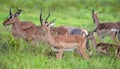 Female Impala with the herd