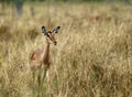 Female Impala. Royalty Free Stock Photo