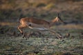 Female impala jumping across plain in mid-air Royalty Free Stock Photo