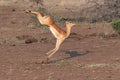 female Impala jumping for joy Royalty Free Stock Photo