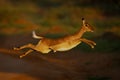 Female impala jumps across road with catchlight Royalty Free Stock Photo