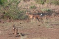 female Impala leaping in the air in the savannah Royalty Free Stock Photo