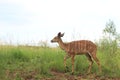 Female impala in Mlilwane Wildlife Sanctuary in Swaziland, southern Africa