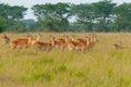female impala Queen Elizabeht Park Uganda Royalty Free Stock Photo