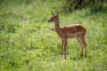 Female impala stands staring in long grass