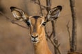 Female Impala stares across the grasslands in the Kruger Park