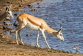 Female impala at waterhole