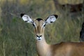 Female impala in the wild