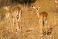 Female Impala (Aepyceros melampus)