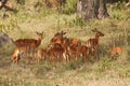 Female impalas with calves pasturing in woodland