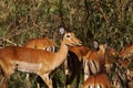 Female impalas Royalty Free Stock Photo