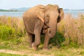 Portrait of a female Asian Elephant Elephas maximus, Minneriya National Park, Sri Lanka Royalty Free Stock Photo