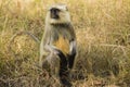 Female Indian Langur Asleep in the Grass Royalty Free Stock Photo