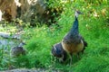 Female Indian peafowl Pavo cristatus with two juvenile peachicks Royalty Free Stock Photo