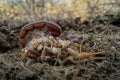 Female Indian red scorpion carrying babies (Scorplings) on her back Royalty Free Stock Photo