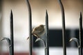 Female Indian robin (Copsychus fulicatus) on boundary wall railing : (pix Sanjiv Shukla)